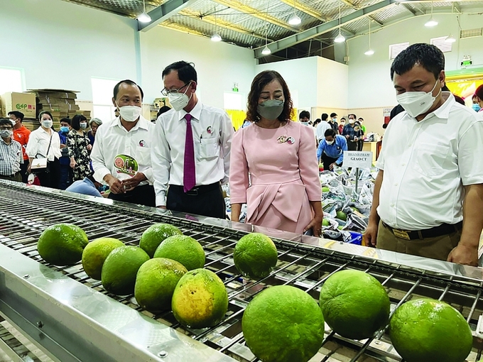 Vietnam will export green-skinned pomelo to the US in the immediate future before proceeding with other specialty pomelos. Photo: Customs Newspaper.