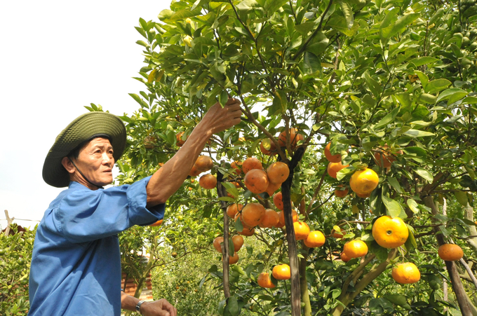 Lai Vung gardener is taking care of mandarin oranges to prepare for the Tet market. Photo: Le Hoang Vu.