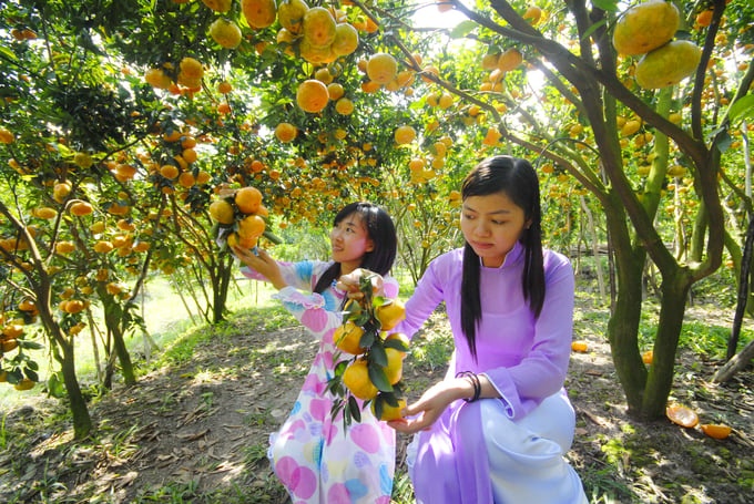 At the beginning of January 2023, Lai Vung District People's Committee organized the '1st Lai Vung Mandarin Orange Festival' which will take place from January 5-8, 2023 to honor and introduce the image of mandarin orange trees and fruits. Photo: Le Hoang Vu.