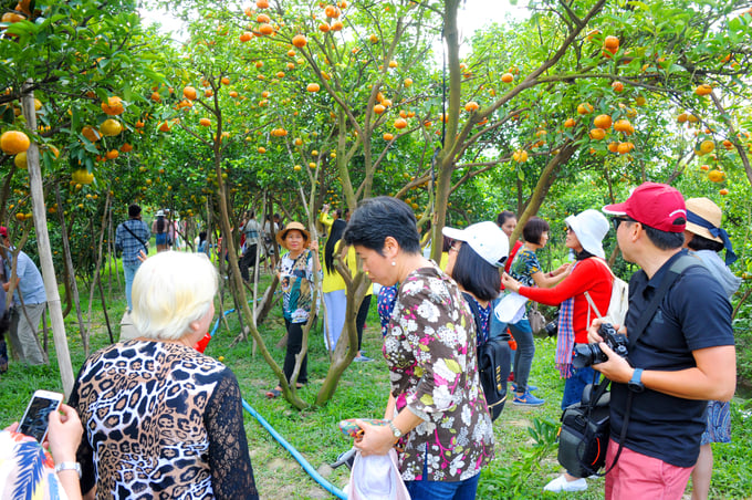 Tourists come to visit the mandarin orange garden. Photo: Le Hoang Vu.