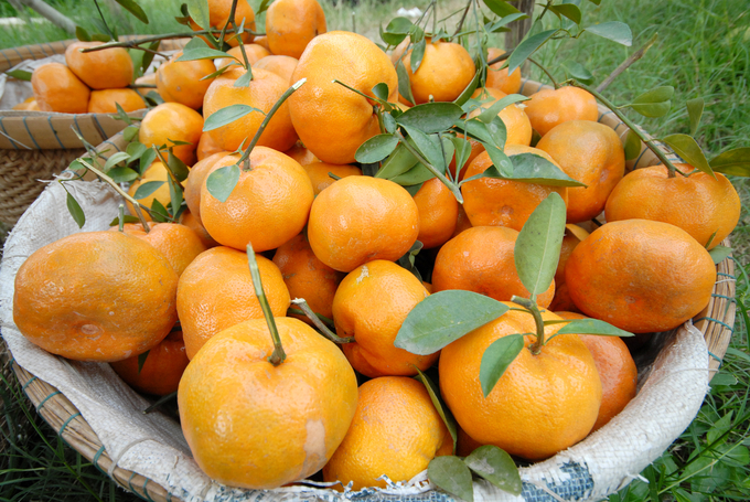 Mandarin orange trees in pots, serving as ornamental fruits for Tet. Photo: Le Hoang Vu.