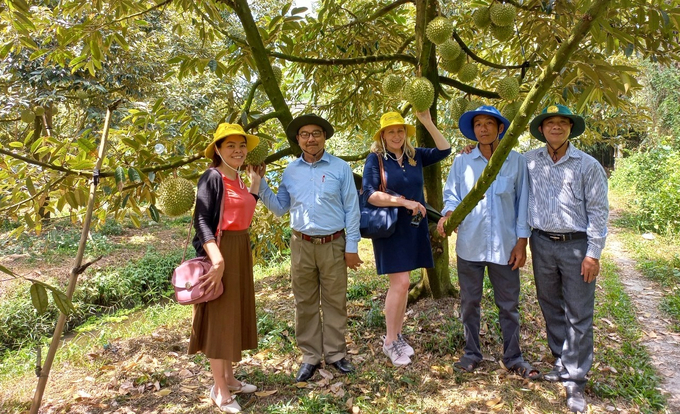 Vietnamese durian has been approved for officially export to the Chinese market, generating a driving force for the Mekong Delta to establish standard raw material areas. Photo: Kim Anh.