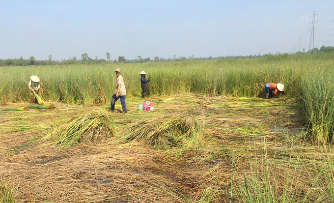 Long An farmers harvesting Lepironia articulata.