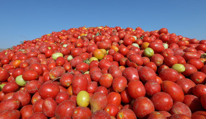 The higher levels of anthocyanins in purple tomatoes actually work to double their shelf life compared to red tomatoes. Image for Representation. | Photo Credit: Reuters