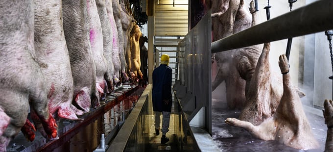 Dây chuyền giết mổ lợn ở Hà Lan. 