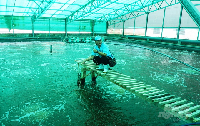 Viet Uc Group (Bac Lieu) raises shrimp with high technology, water circulation, waste control, and environmental protection. Photo: Huu Duc.