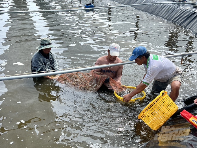 Bạc Liêu hướng đến xây dựng và phát triển chuỗi giá trị ngành tôm bền vững. Ảnh: Trọng Linh.