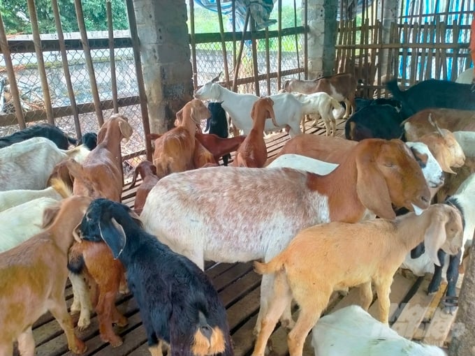 Nghề nuôi dê đang phát triển mạnh tại huyện Thạch Thành. Ảnh: Quốc Toản.