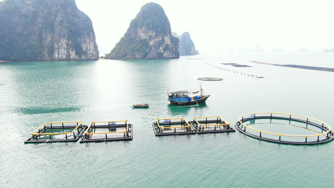 Quảng Ninh là địa phương có tiềm năng lớn trong phát triển nuôi biển công nghiệp với tổng diện tích mặt nước biển có tiềm năng nuôi trồng thủy sản khoảng gần 55.000ha. Ảnh: NT.