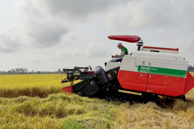 Harvest rice in the Mekong Delta. Photo: Son Trang.