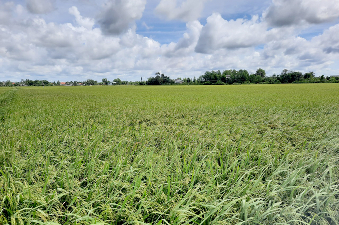 A rice field in Long An province. Photo: Son Trang.