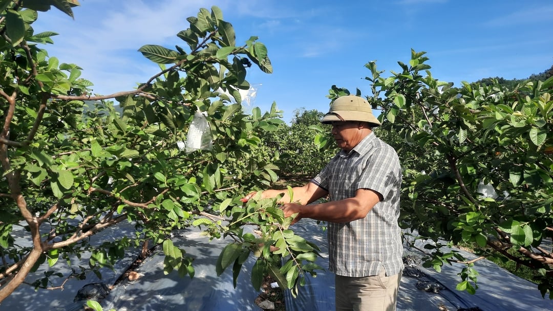 Hiện nay, người dân trồng ổi tại TP Hạ Long đã dần chuyển từ phương thức truyền thống sang trồng theo tiêu chuẩn VietGAP. Đây là hướng đi mới trong việc phát triển và nâng tầm sản phẩm OCOP địa phương.  Ảnh: Nguyễn Thành.