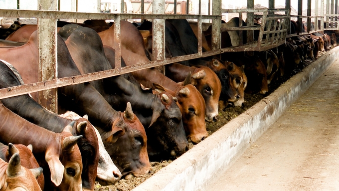 Nuôi bò vỗ béo có hiệu quả kinh tế gấp 3 lần so với mô hình nuôi bò đẻ. Ảnh: Trần Trung.