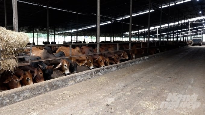 Trang trại bò quy mô lớn liên tục mọc lên tại huyện Xuân Lộc, tỉnh Đồng Nai. Ảnh: Trần Trung.