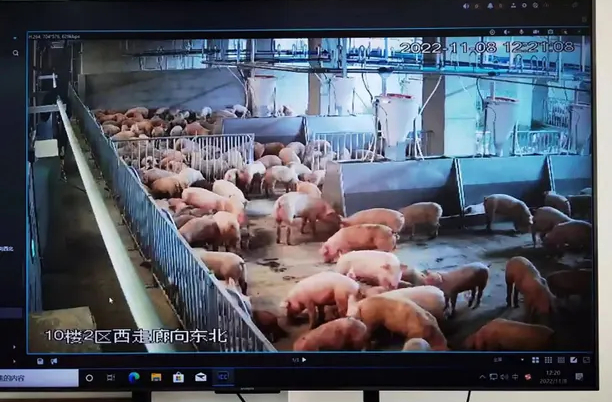 Màn hình vi tính cho thấy những con lợn được nuôi trong môi trường được kiểm soát của trang trại 26 tầng ở Ngạc Châu, tỉnh Hồ Bắc.
