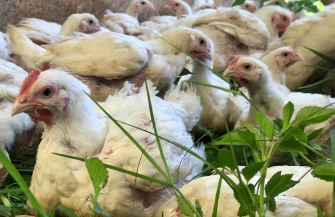 Demand is high for pasture-raised meat chickens. Photo: ABC Rural: Jennifer Nichols