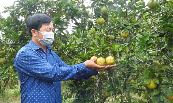 Orange farms in Ha Tinh are approaching the their harvest season.