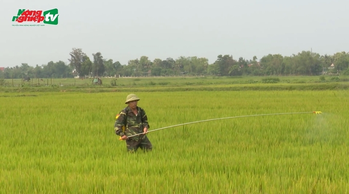 With the alternating sunny and rainy weather situation, high humidity at the rice’s flowering stage, plus the existing source of blast disease in the field, the risk of neck blast is high, potentially affecting the productivity of the winter-spring crop.
