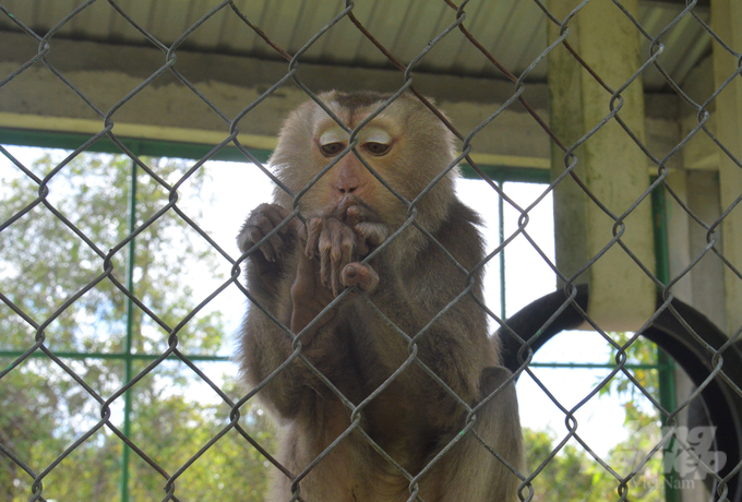 Cá thể khỉ, động vật hoang dã bị săn bắt, nuôi nhốt trái phép được Vườn quốc gia U Minh Thượng (Kiên Giang) tiếp nhận cứu hộ. Ảnh: Trung Chánh.