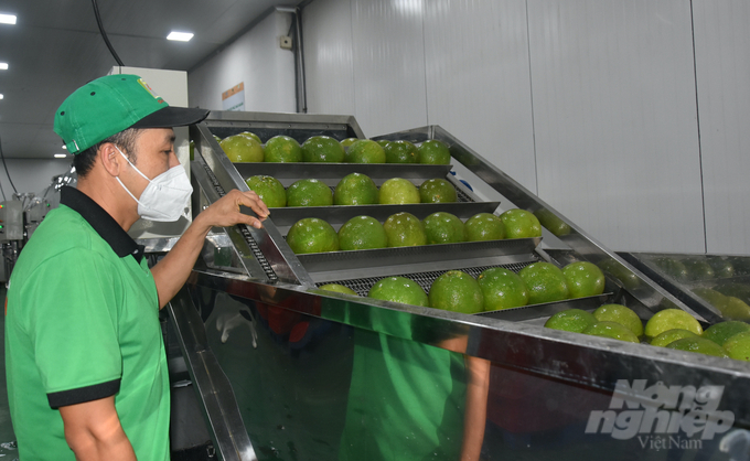 Công đoạn sơ chế trái bưởi da xanh tại nhà máy đóng gói của Công ty Chánh Thu. Ảnh: Minh Đảm.