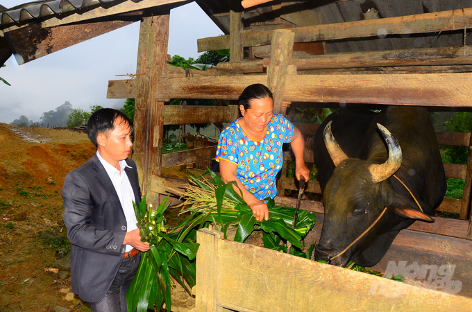 Chăn nuôi đại gia súc giúp bản Mông Phiêng Ten giảm nghèo hiệu quả. Ảnh: Đào Thanh.