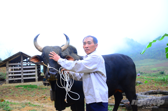 Nhờ chủ động nguồn thức ăn và tuyển chọn giống tốt nên đàn trâu, bò ở thôn Phiêng Ten có vóc dáng cao lớn và có giá bán khá cao. Ảnh: Đào Thanh.