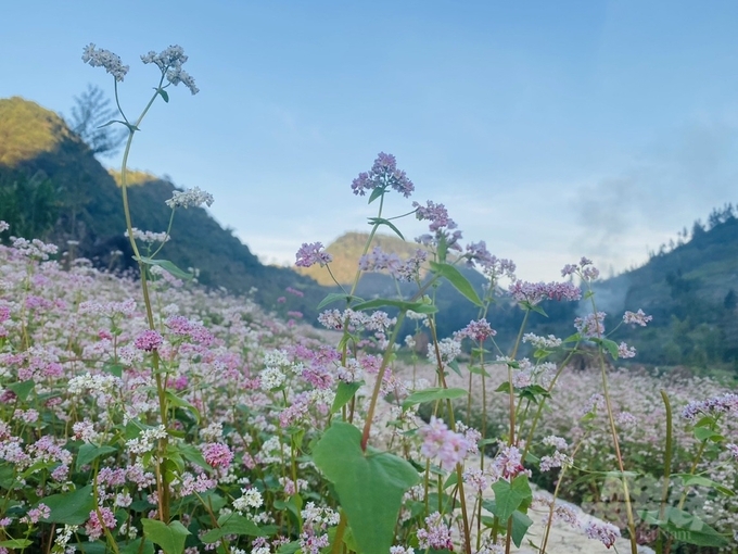 Cây tam giác mạch ở Hà Giang thường được trồng vào dịp cuối năm gắn với Lễ hội hoa tam giác mạch nổi tiếng nơi đây. Ảnh: Đào Thanh.