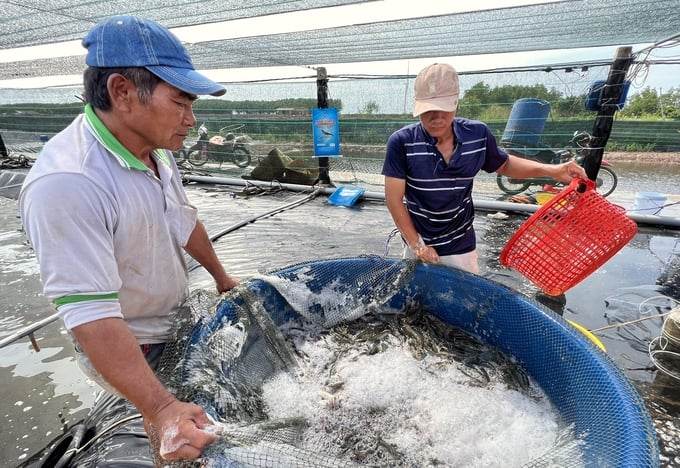 Vietnam's fishery exports are ranked third in the world at present, accounting for 7% of the world's fishery export market share. Photo: Trong Linh.