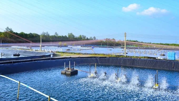 Producing according to clean processes while applying high technology in aquaculture is one of the solutions to solve the challenges of Vietnam’s fishery industry in 2023. Photo: Kim Anh.