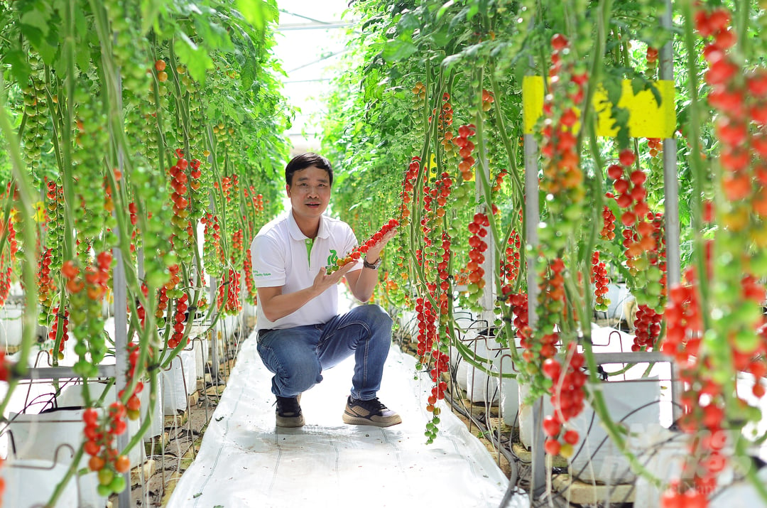 Theo Rijk Zwaan, các giống cà chua medley có độ ngọt (độ brix) đạt từ 7-9%, đây là loại cà chua đặc biệt, phù hợp với nhu cầu ăn tươi của khách hàng. Ảnh: Minh Hậu.