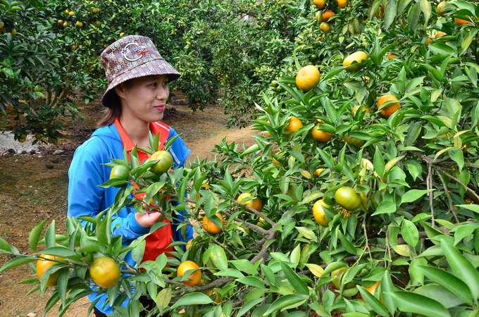 Vợ chồng chị Hương-Nam là người trẻ duy nhất trong xóm còn làm nông. Ảnh: Dương Đình Tường.