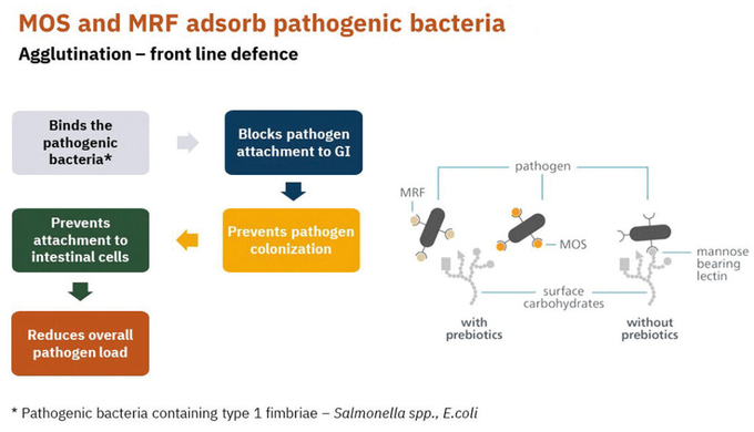 A holistic approach is needed to reduce the levels of Campylobacter and Salmonella in poultry, part of which should include increasing the diversity of the gut microbiome. Illustration: Alltech