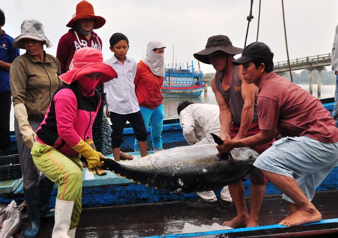 After receiving the EU's recommendation on handling IUU fishing, Vietnam has actively raised people's awareness.