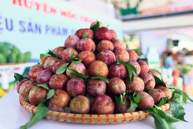 Sản phẩm mận hậu của huyện Mộc Châu (Sơn La) tại Festival trái cây và sản phẩm OCOP năm 2022. Ảnh: TTXVN