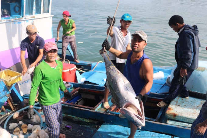 Nhiệm vụ chính của WCPFC là quản lý và bảo tồn nguồn lợi cá di cư trong khu vực Tây và Trung Thái Bình Dương, trong đó tập trung chủ yếu vào một số loại cá ngừ. Ảnh: K.S.