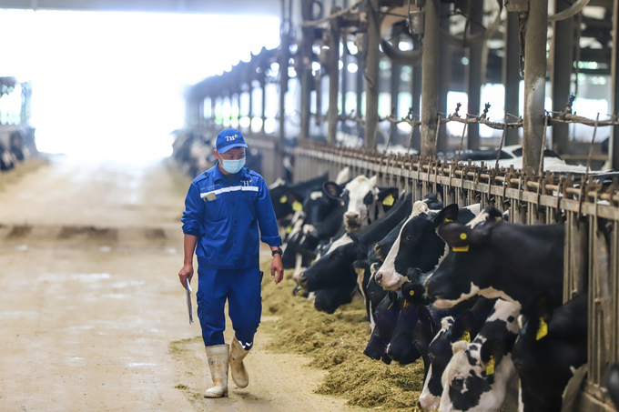Trang trại bò sữa hữu cơ của Tập đoàn TH tại Nghệ An cung cấp nguyên liệu cho các sản phẩm sữa tươi TH true MILK Organic, TH true MILK công thức TOPKID,…