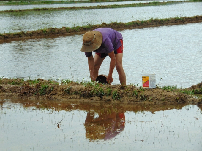 Vụ đông xuân ở Bình Định thường gặp mưa lớn vào đầu vụ, nông dân phải thực hiện các phương án tiêu thoát nước kịp thời khi có mưa lớn. Ảnh: V.Đ.T.