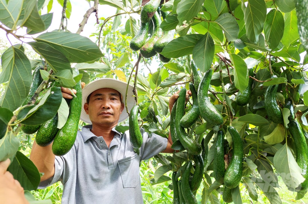 Ông Nguyễn Văn Dậu nói: 'Vụ bơ 034 Tết năm nay, gia đình dự kiến thu về 70 tấn trái. Hiện nay, cùng với việc phát triển bơ nghịch vụ, gia đình cũng ươm giống, cung cấp giống bơ 034 cho bà con nông dân sản xuất'. 
