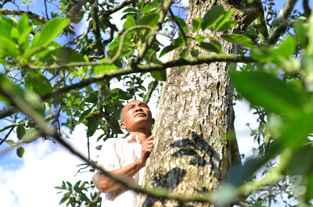 Ông Nguyễn Văn Dậu cho biết, năm 1991, gia đình ông mua lại khu vườn của một người dân để trồng cà phê và các loại cây ăn quả. Lúc bấy giờ, trên vườn có gốc bơ mọc hoang dại cao khoảng 3m, đường kính thân khoảng trên 10cm.