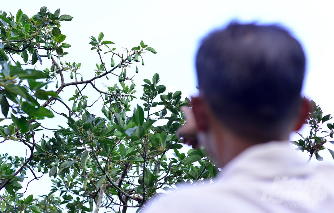 Sau hội thi, ngày 8/10/2010, Sở NN-PTNT tỉnh Lâm Đồng đã có Quyết định số 730/QĐ-SNN công nhận cây bơ 034 của gia đình ông Nguyễn Văn Dậu là cây đầu dòng. 