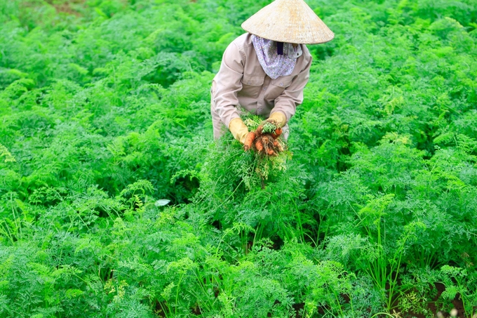 Khái niệm nông nghiệp hữu cơ những năm gần đây đã trở nên phổ biến trong xã hội, ngày càng nhiều doanh nghiệp đi theo xu hướng này.