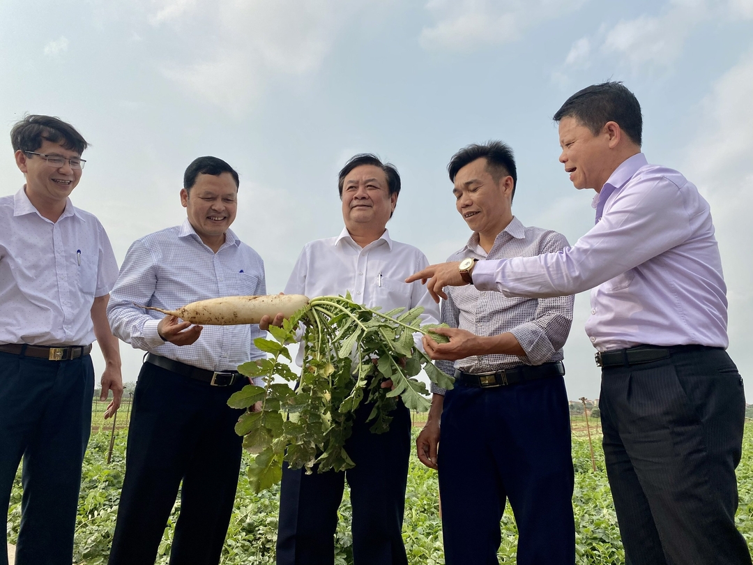 Bộ trưởng Lê Minh Hoan (ở giữa) khảo sát vùng trồng củ cải tại xã Tráng Việt (huyện Mê Linh, Hà Nội).