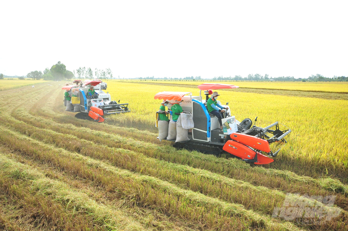 Các tỉnh Long An, Đồng Tháp, An Giang, một phần tỉnh Kiên Giang (và có thể ở một số địa phương khác) sẽ trở thành những địa phương thí điểm cho Đề án sản xuất bền vững 1 triệu ha lúa chất lượng cao ở vùng ĐBSCL. Ảnh: Lê Hoàng Vũ.