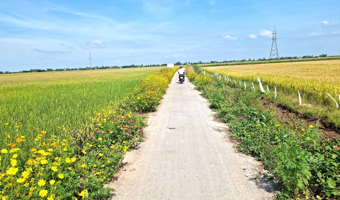 Cánh đồng lúa bờ hoa của HTX Nông nghiệp Phú Thọ đẹp như tranh. Ảnh: Hồng Thuỷ.