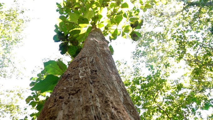 Taek wood – a 'specialty' of the Lao forest.