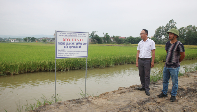 Sản xuất lúa ST 25 theo hướng hữu cơ tại thị xã Ba Đồng cho năng suất 55 tạ/ha. Ảnh: Tâm Phùng.