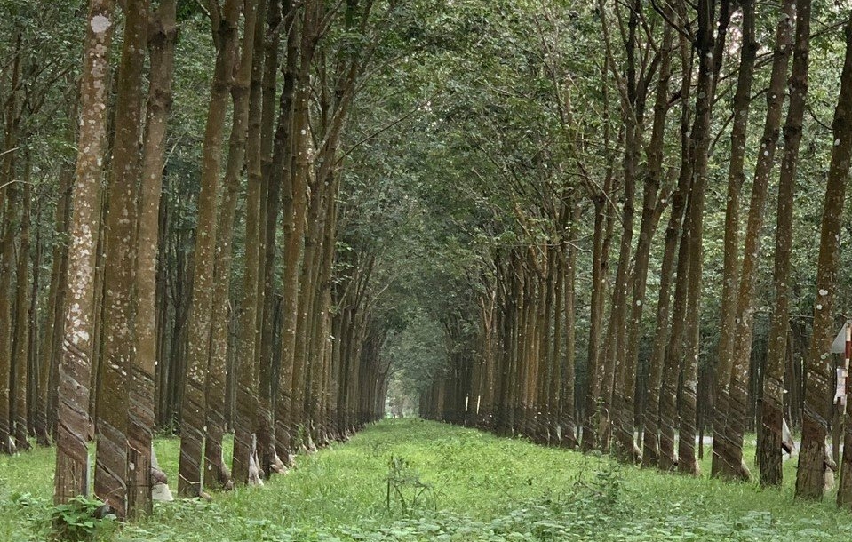 Tại Việt Nam, cao su được trồng nhiều tại Tây nguyên và Đông Nam Bộ, ngoài ra còn được trồng rải rác ở một số tỉnh tại Tây Bắc, cùng với Quảng Trị, Quảng Nam. Ảnh: BT.