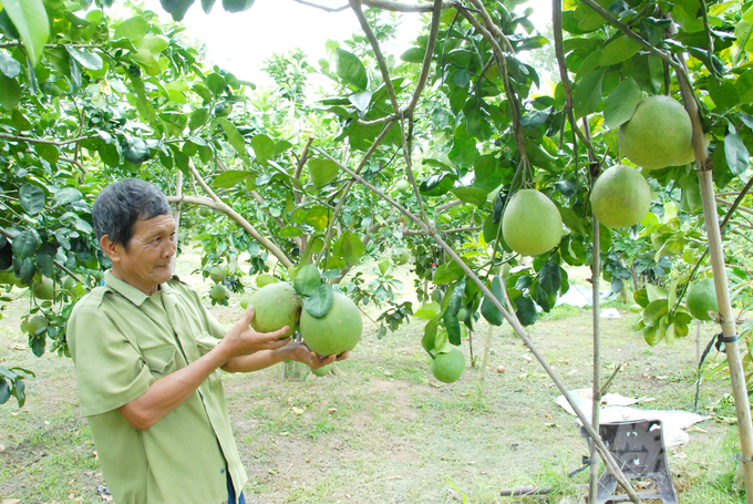 Mục tiêu đến năm 2025, diện tích cây ăn trái cả nước 1,2 triệu ha, đạt sản lượng trên 14 triệu tấn. Ảnh: Lê Hoàng Vũ.