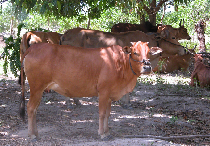 Người dân xã Phước Đại tập trung phát triển chăn nuôi gia súc để nâng cao thu nhập.