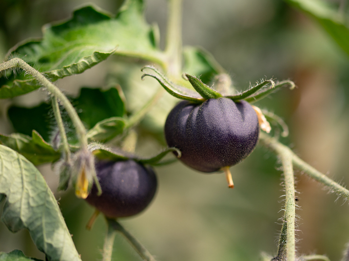 Trái cà chua tím có hàm lượng anthocyanin cao hơn, kháng bệnh tốt hơn và để được lâu hơn sau khi thu hoạch. Ảnh: Apelsinskal